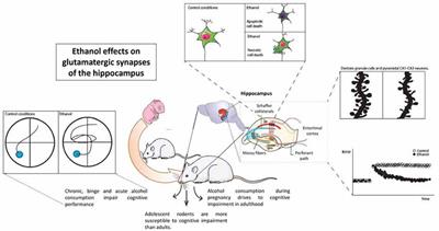 Effect of Alcohol on Hippocampal-Dependent Plasticity and Behavior: Role of Glutamatergic Synaptic Transmission